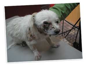 rescue dog