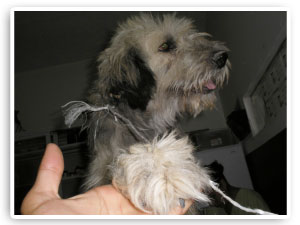 peluchin