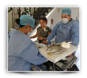 Spay and neuter delicias