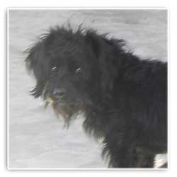 berto dog rescue