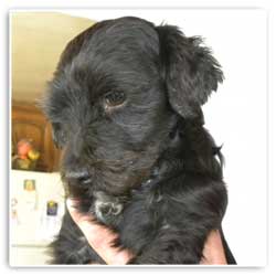 mickey dog rescue