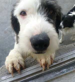 Dog rescue Ray