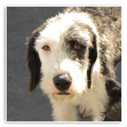 ray rescu dog
