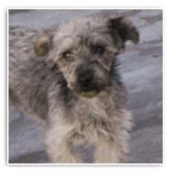 salavdor rescue dog