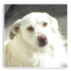 dog rescue