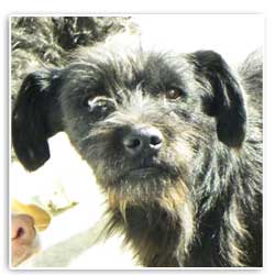 dog rescue
