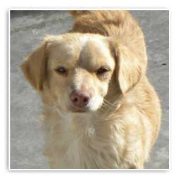 yellow dog rescued