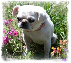 Rescue Pug from mexico