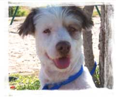 dog rescue