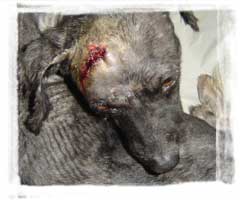 dog rescue