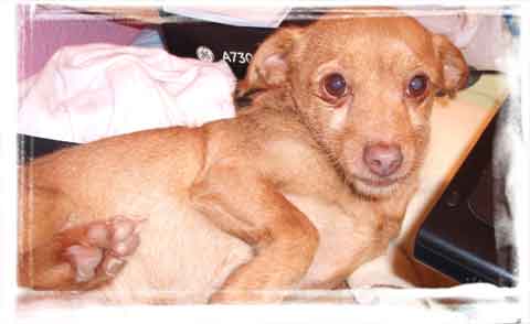 internationa animal rescue