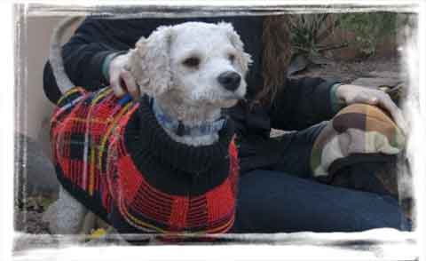 internationa animal rescue
