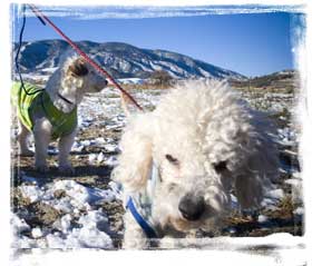 rescue dog