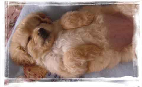 puppy rescue from mexico