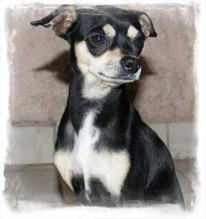 internationa animal rescue