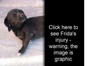 frida rescue dog