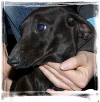 rescue dog