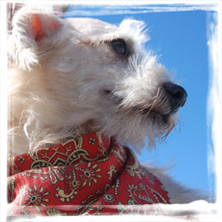 Dog rescue from the international program