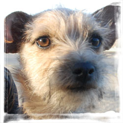 Lucas rescue dog from mexico