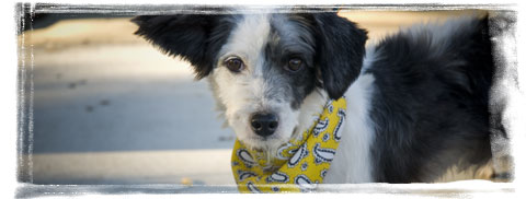 Rescue dog across the border