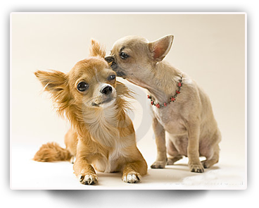 Chihuahuas in love