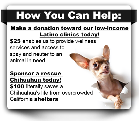 Donate chihuahuas