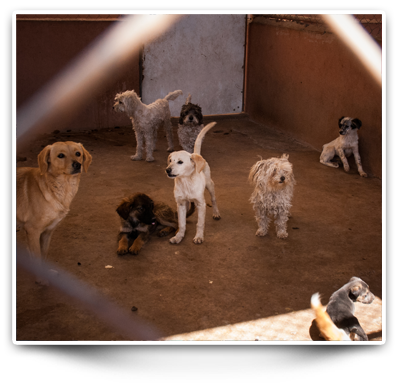 Dogs at the animal control center in chihuahua
