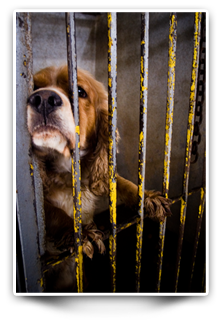 Why Help Animals in Mexico?