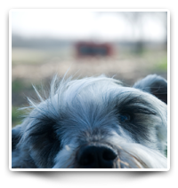 Previous Dog Rescues
