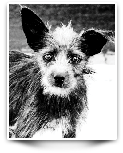 dog rescue