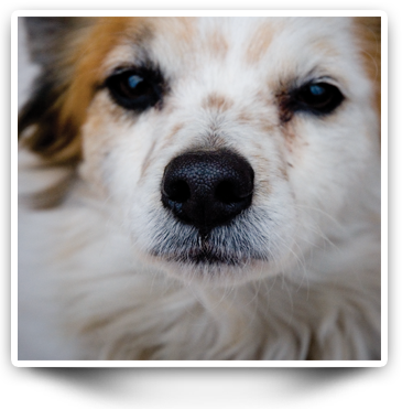 Doit Monthly Dog