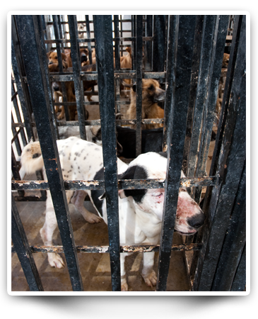 Humane euthanesia training in juarez