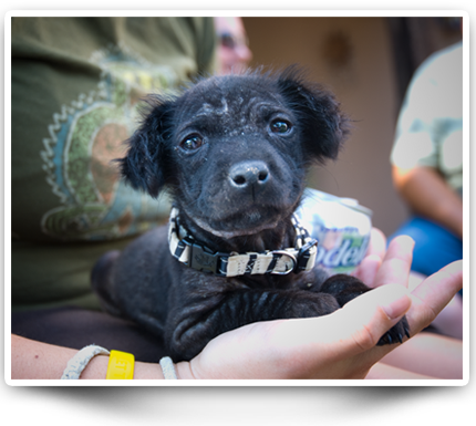 Dog rescue from mexico