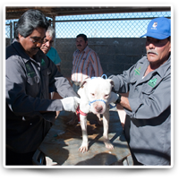 Humane Euthanasia