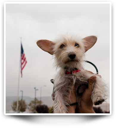 Dog an US flag