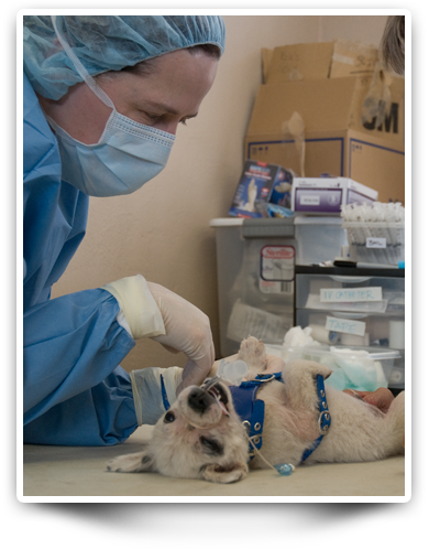 Doctor in a Spay and neuter clinic