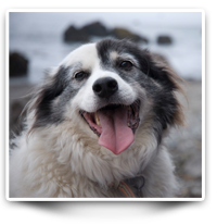 Dog rescue