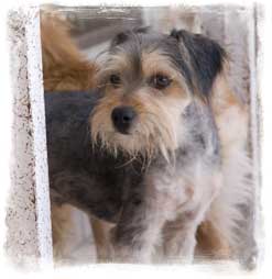 Borrego was rescued from an animal control center in Chihuahua