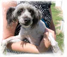 Browser is a high-energy man on the move! Friendly