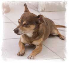 Poor Valentino was rescued with a severe, infected injury on his rear foot