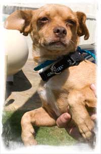 Dignified, handsome, and very well behaved