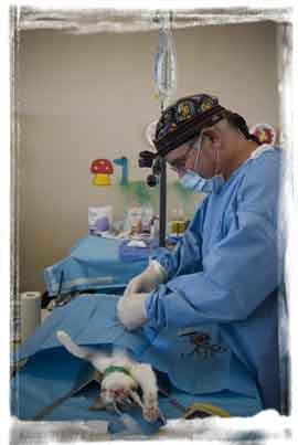 spay & neuter clinic in mexico