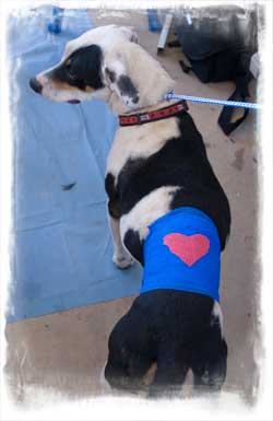 Dog after spay in anapara mexico