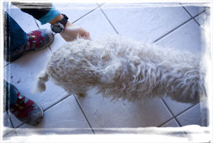 rescue dog