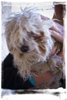 rescue dog from dead