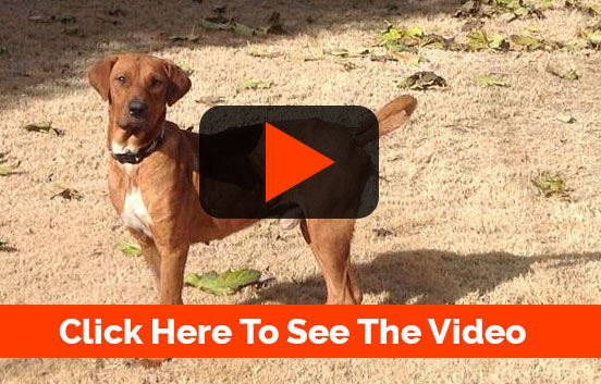 dog rescue video