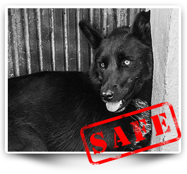 dog rescue