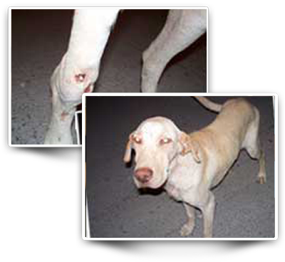 pablo rescue dog