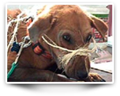 dog hurte