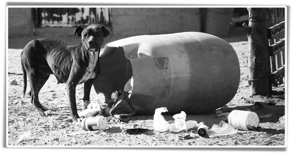 tarving dog in mexico